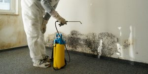 Mould Treatment